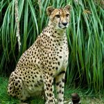 Over the years cheetahs have greatly reduced due to habitat loss, conflicts with people, and diseases