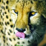 Over the years cheetahs have greatly reduced in numbers due to habitat loss, conflicts with people, and diseases