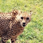 Over the years cheetahs have greatly reduced in numbers due to habitat loss, conflicts with people, as well as diseases