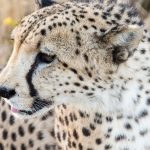 Over the years cheetahs have greatly reduced due to habitat loss, conflicts with people, as well as diseases
