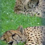 Over the years cheetahs have greatly reduced in numbers due to human population increase, a reduction in prey base, and diseases