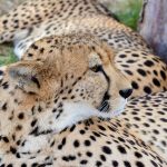 Over the years cheetahs have greatly reduced in numbers due to human population increase, a reduction in prey base, as well as diseases