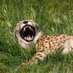 Over the years cheetahs have greatly reduced due to human population increase, a reduction in prey base, as well as diseases