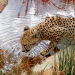 Cheetahs do not avoid water but swim across rivers