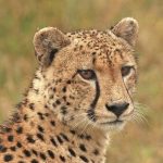 Over the years cheetahs have greatly reduced due to human population increase that has led to habitat loss, a reduction in prey base, diseases and poorly managed tourism