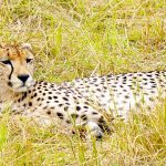 Over the years cheetahs have greatly reduced in numbers due to human population increase that has led to habitat loss, a reduction in prey base, diseases and poorly managed tourism