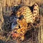 Over the years cheetahs have greatly reduced due to human population increase that has led to habitat loss, conflicts with people, a reduction in prey base, diseases and poorly managed tourism