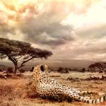 Over the years cheetahs have greatly reduced due to human population increase that has led to habitat loss, conflicts with people, a reduction in prey base, diseases as well as poorly managed tourism