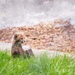 Over the years cheetahs have greatly reduced in numbers due to human population increase that has led to habitat loss, conflicts with people, a reduction in prey base, diseases as well as poorly managed tourism