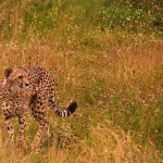 Cheetahs were widely distributed across Kenya in the past but over the years, due to human population increase, conflicts with people, a reduction in prey base, diseases as well as poorly managed tourism, the numbers have greatly reduced
