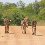 Cheetahs were widely distributed across Kenya in the past but over the years, due to various reasons, the numbers have greatly reduced