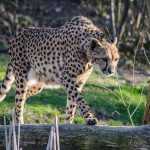 Cheetahs are resident now in around 23% of their range in Kenya