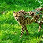 Cheetahs are resident now in 23% of their range in Kenya