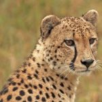 Cheetahs were widely distributed across Kenya in the past but are resident now in 23% of their range