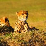 Cheetahs are considered “Vulnerable”