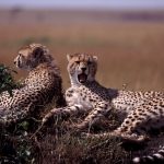 The cheetahs are considered “Vulnerable”