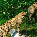 The cheetah is considered “Vulnerable”