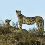 Cheetah is now considered “Vulnerable”