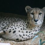 The cheetahs don't avoid water but swim across rivers