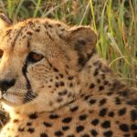 It is believed that the population of cheetah have declined by 30% during the last 18 years primarily due to anthropogenic factors