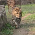 The population of cheetah have declined by 30% during the last 18 years primarily due to anthropogenic factors