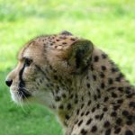 It is estimated that the population of cheetah have declined by 30% during the last 18 years primarily due to anthropogenic factors