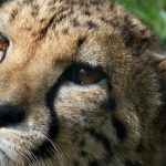 It is believed that the population of cheetah have dropped by 30% during the last 18 years primarily due to anthropogenic factors