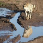 Cheetah does not avoid water but swims across rivers