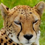 The population of cheetah have dropped by 30% during the last 18 years primarily due to anthropogenic factors