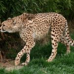 The population of cheetah have declined by 30% during the last 18 years due to anthropogenic factors