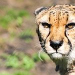 During the last 18 years the population of cheetah worldwide have declined by 30% due to habitat loss and fragmentation