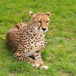 The cheetah is known for its incredible speed