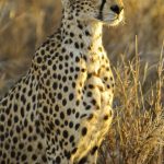 Cheetah is known for its incredible speed