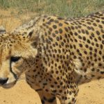 Cheetahs are the fastest animals on earth