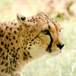 The cheetahs are the fastest animals on earth