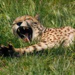 The cheetah is the fastest animal on earth