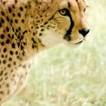 A cheetah is the fastest animal on earth