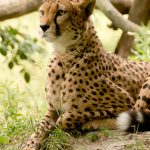 Cheetah is the fastest animal on earth