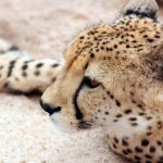 To see cheetah whilst on safari is a privilege