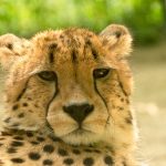 To see the cheetahs whilst on safari is a privilege