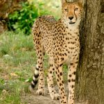 To see cheetahs on safari is a real privilege