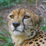 The cheetah doesn't avoid water but swims across rivers