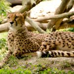 The cheetahs are amongst the most beautiful of African animals