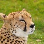 Cheetah is amongst the most beautiful of African animals