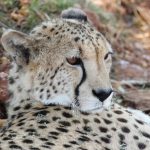Cheetah is amongst the most elusive of African animals