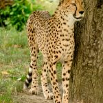 The cheetah is amongst the most elusive of African animals