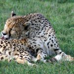 The cheetah does not avoid water but swims across rivers
