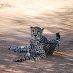 A cheetah is amongst the most elusive of African animals