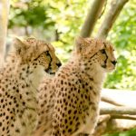 The cheetahs are amongst the most elusive of African animals