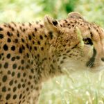 Cheetahs are amongst the most beautiful and elusive of African animals